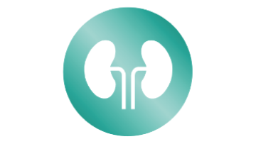 Kidney